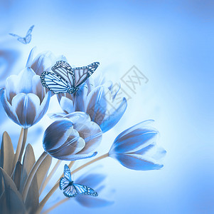 蓝色郁金香花束与蝴蝶图片