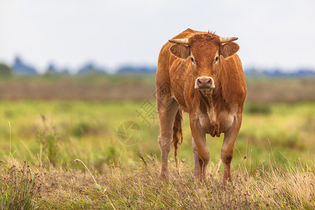 野生草地上的牛肖像为有机肉而种植图片