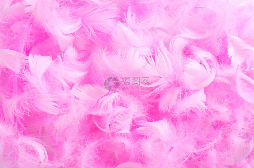 一堆柔软的粉红色羽毛的特写图片