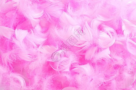 一堆柔软的粉红色羽毛的特写图片