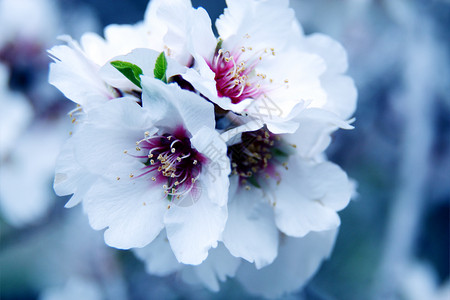 杏树美丽的春天开花开着白花图片