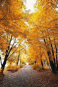 秋天的公园风景图片