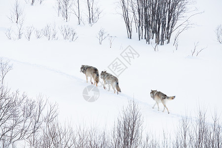 狼群在挪威的冬季森林里下雪了图片
