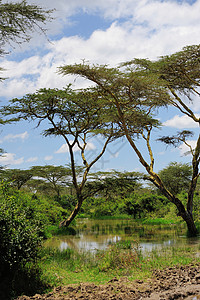 孤独的树肯尼亚东非图片