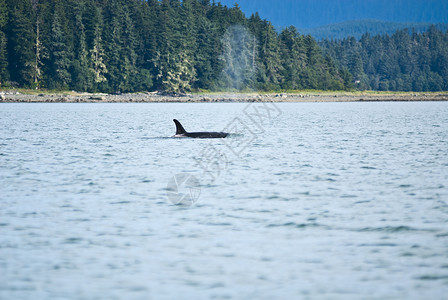 阿拉斯加朱诺的观鲸冒险海洋生物旅游目的地逆戟鲸高清图片