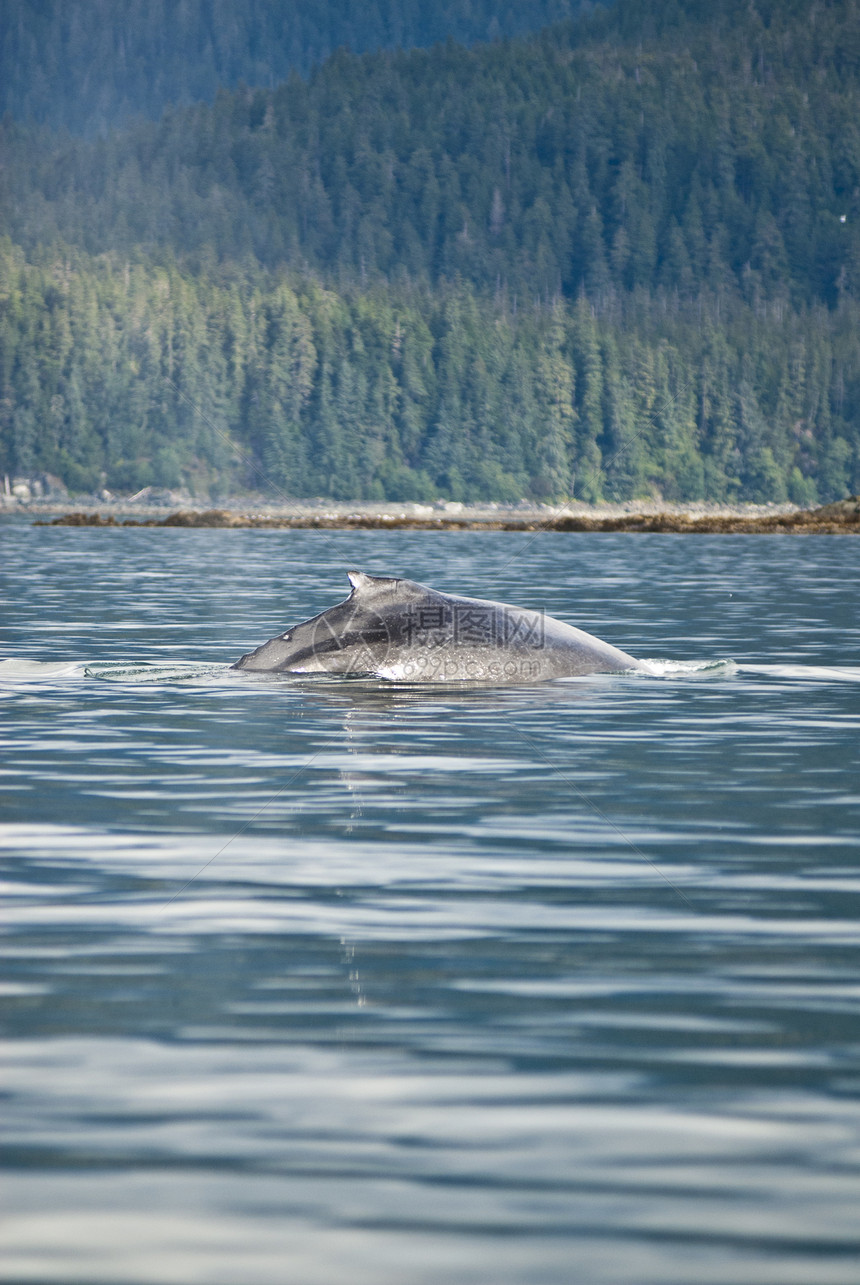 阿拉斯加朱诺的观鲸冒险海洋生物座头图片