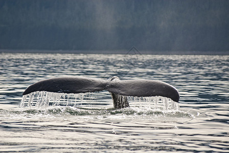 观鲸从Juneau高清图片