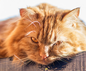 橙色眼睛的红色毛茸的猫图片