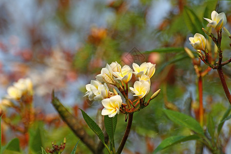 白花和黄绿色的freangipani花或图片