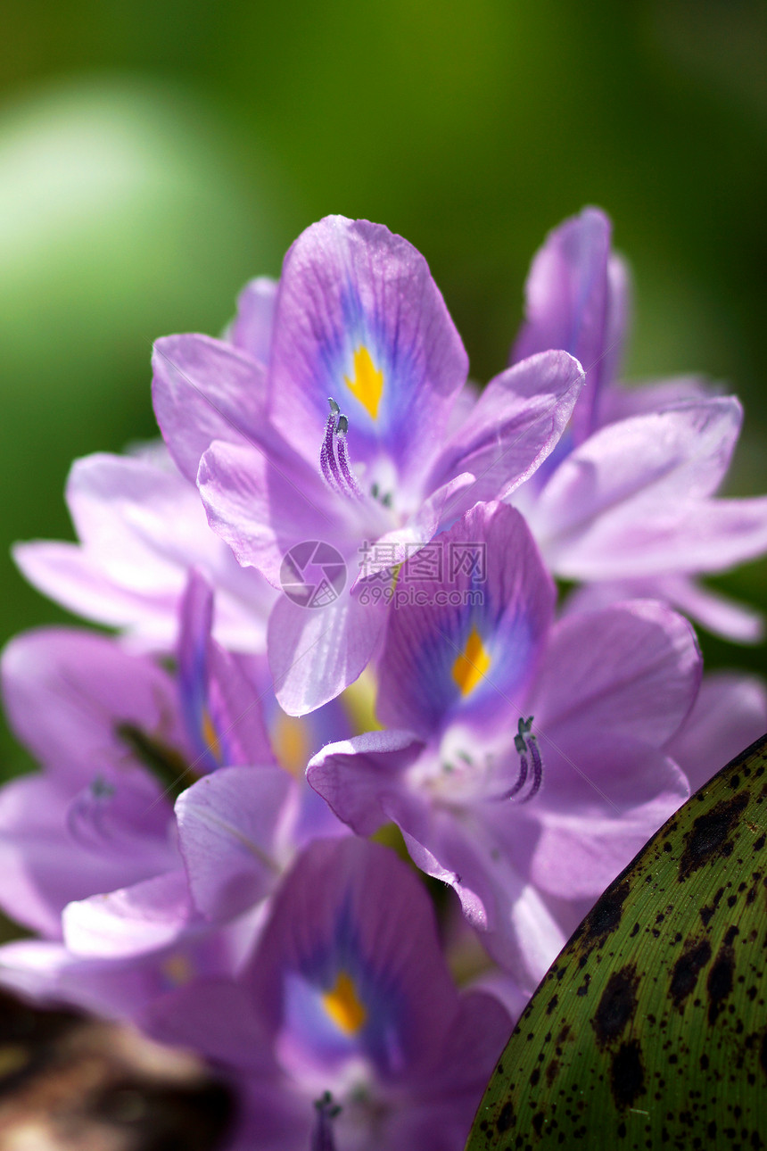 紫色的水葫芦花正在盛开图片