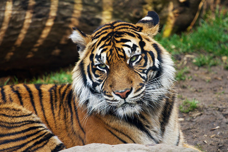 老虎苏门答腊虎的肖像图片