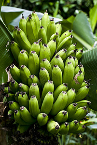 大自然花园香蕉树上图片