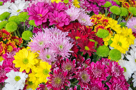 荷兰温室里的五颜六色的菊花图片