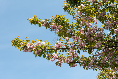 樱花在春天的春光明亮阳光明媚图片