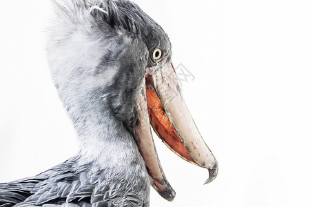 ShoebillBalenicepsRex白色背景孤图片