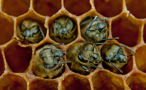 蜂巢内的蜜蜂特写图片