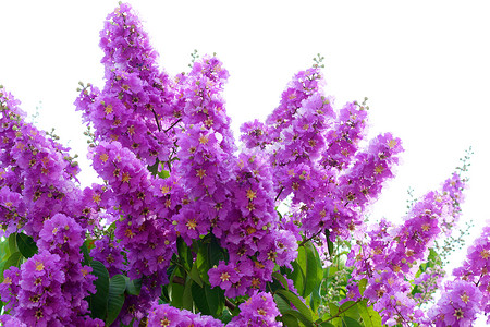 皇后花朵紫罗兰色LPer图片