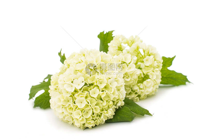 白色背景上的白色绣球花图片