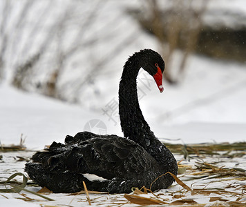 冬季自然中的黑天鹅图片