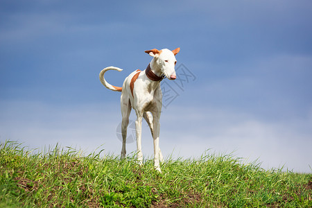 伊比赞猎犬图片