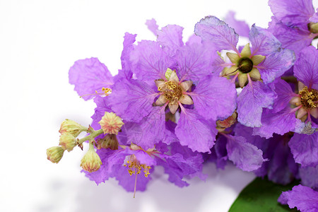 白色背景上皇后紫薇花的紫罗兰色紫薇L图片