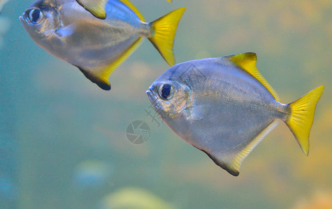 水族馆里的银鲳鱼背景图片