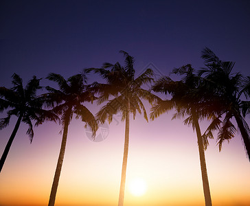 椰子树在日落背景的热带图片