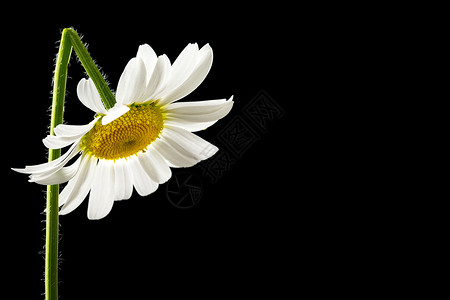 美丽的清新白色夏季雏菊与深色背景和复制空间形成鲜图片