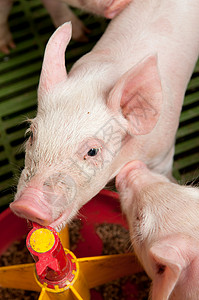 小的和有趣的粉红色小猪图片