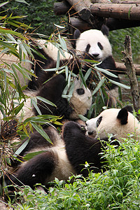 三只小熊猫吃竹子图片