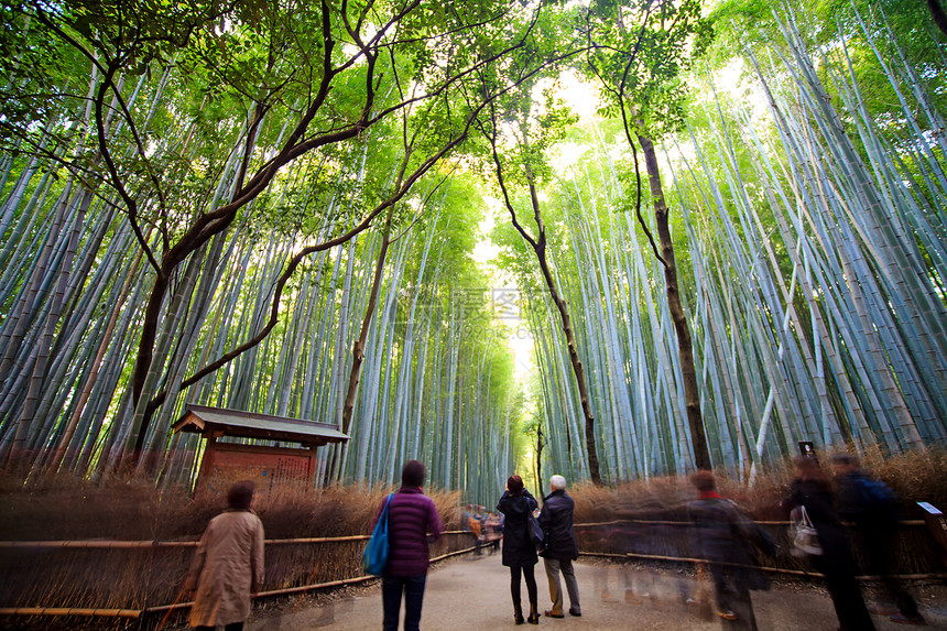 日本京都的竹林用于抗诉或图片