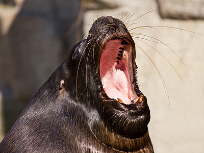 疲倦的海狮打哈欠图片