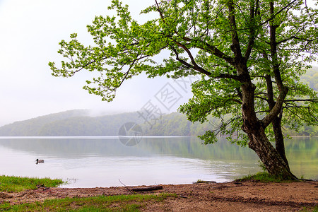 在克罗地亚Plitvice公园湖图片