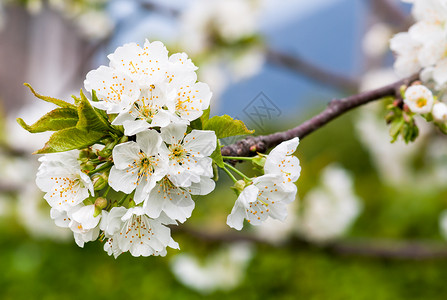 与白色樱花的春天自然图片