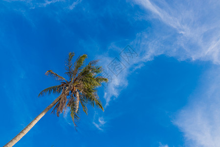美丽的热带海滩与椰子棕榈树棕榈树在热图片