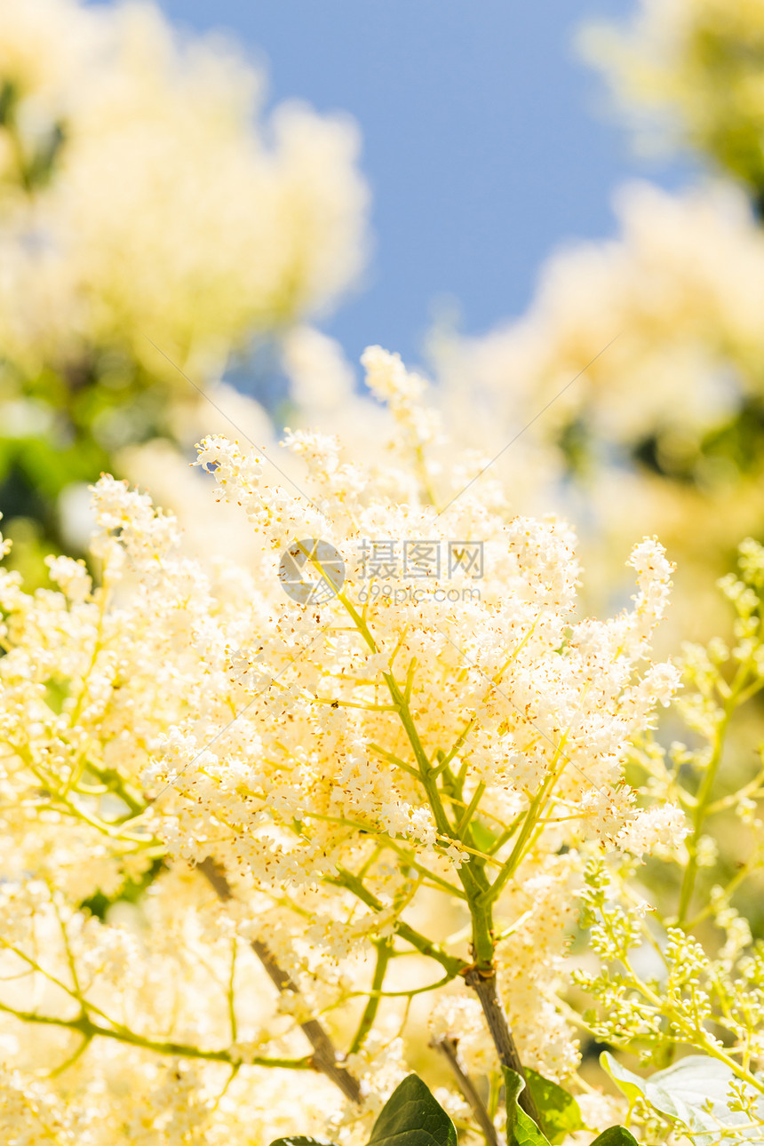 初夏时花园里盛开的鲜花图片