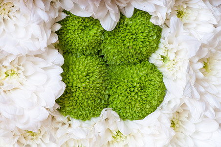 菊花背景的白绿花图片