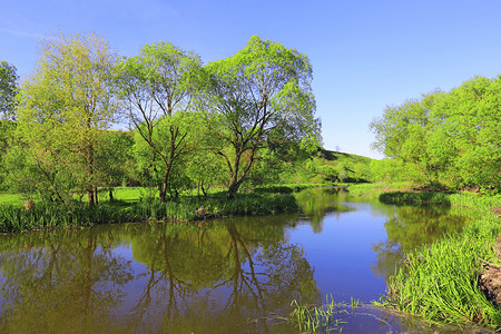在湖的绿色夏天场面图片
