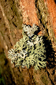 生长在树皮上的大绿白苔藓图片