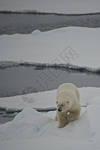 北极熊在北极下沉浮冰图片