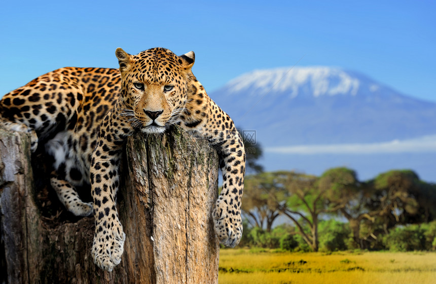 豹子座坐在乞力马扎罗山背图片