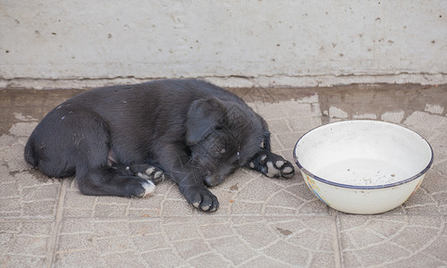 花园中的标准Schnaus图片