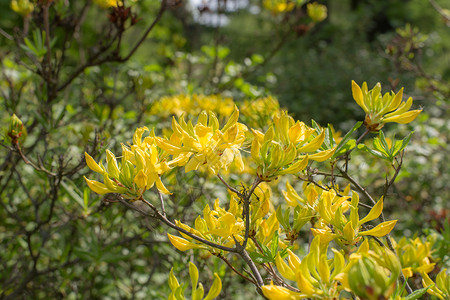 春季花园Rhododendrongandavense的图片