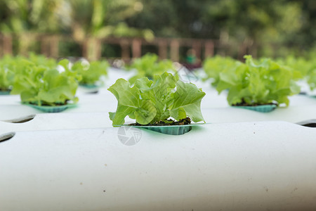 花园里种植了水培蔬菜图片