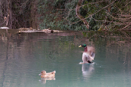 雌鸭和平游泳高清图片