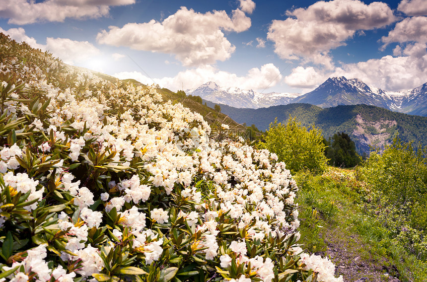 高山草原的美景和花朵图片