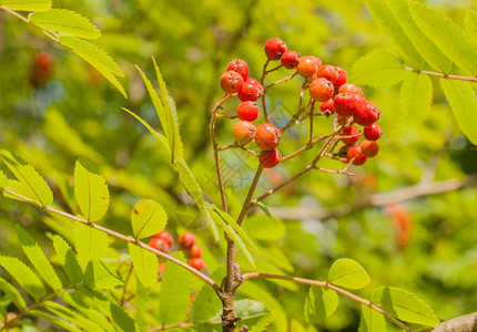 树林中的野浆果呈鲜红色图片