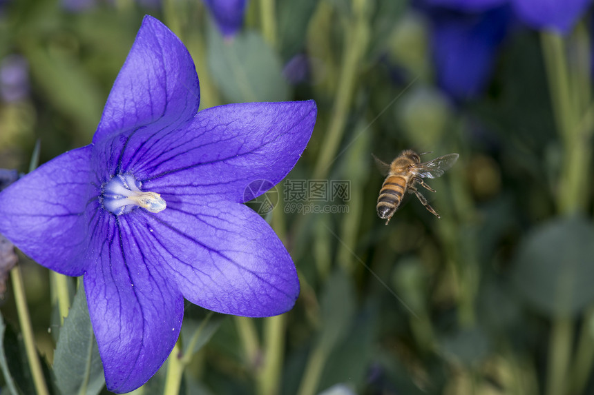 蜜蜂在紫罗兰花内采集花粉图片