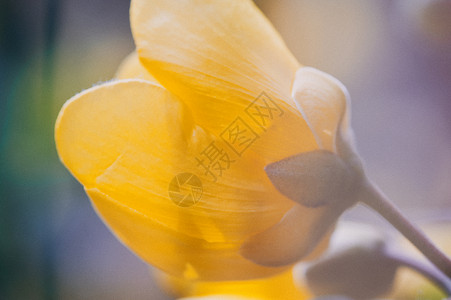黄色花朵闪图片