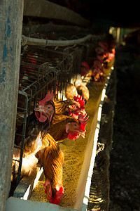 第三世界鸡蛋农场图片